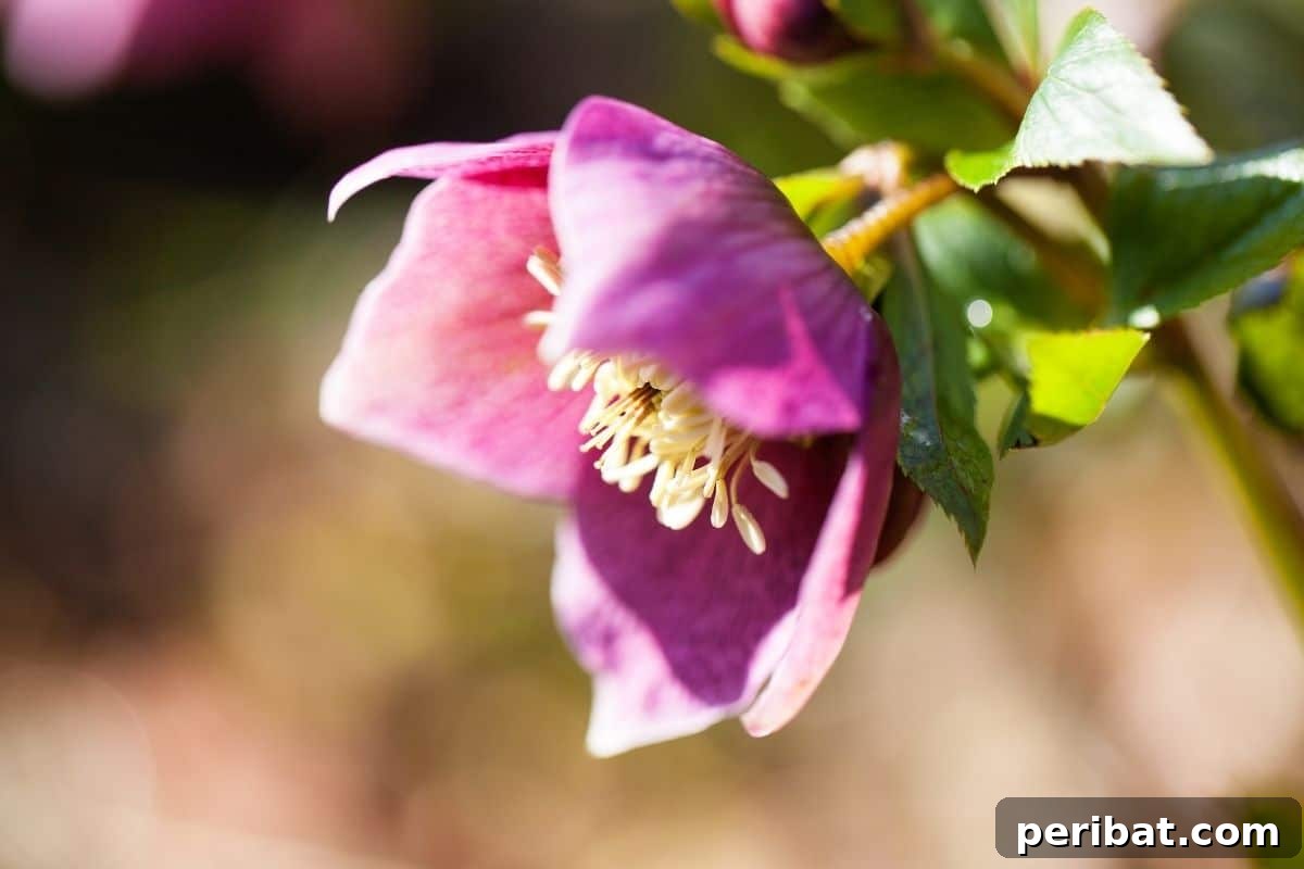 11 Unstoppable Plants for Dry Shady Spots 13 hellebore or Christmas roses