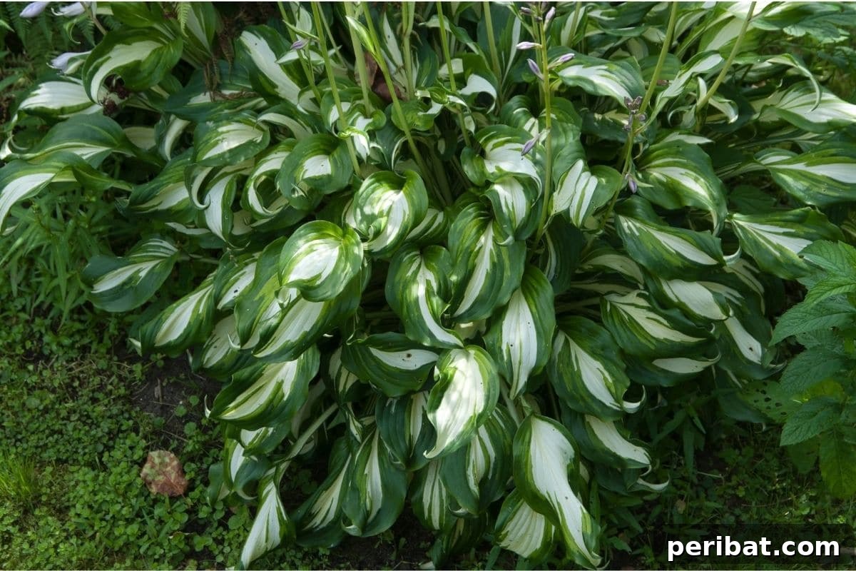 11 Unstoppable Plants for Dry Shady Spots 3 hosta bush in the garden