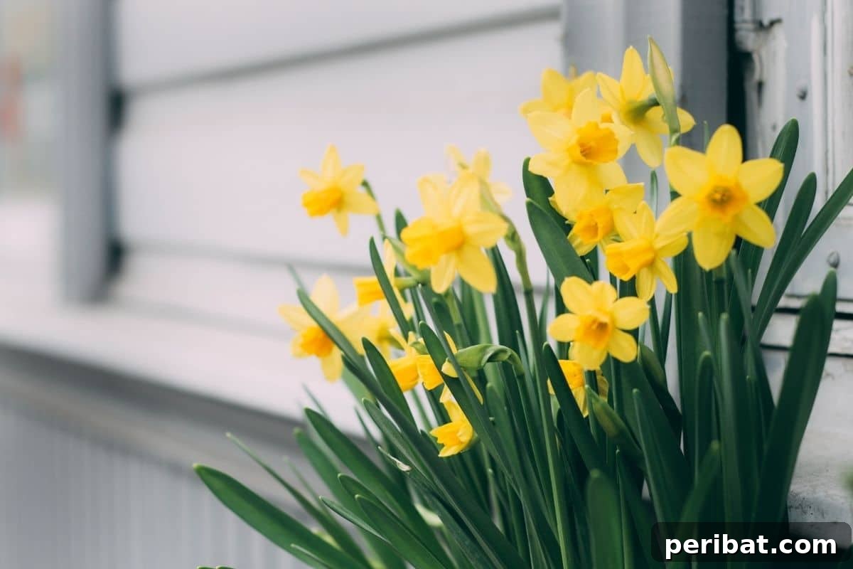 11 Unstoppable Plants for Dry Shady Spots 4 yellow daffodil flowers beside the wall