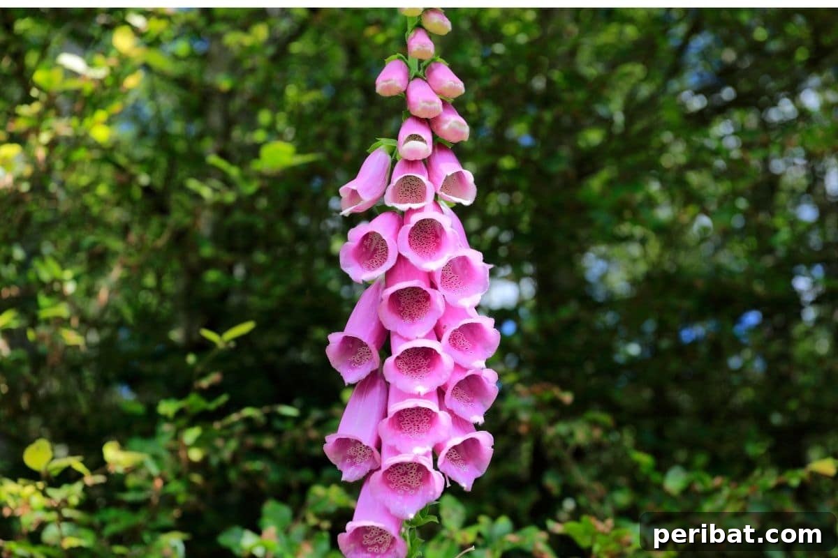 11 Unstoppable Plants for Dry Shady Spots 5 foxglove flowers hanging in the garden