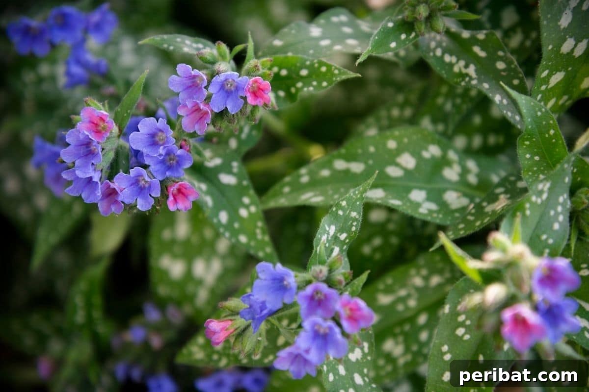 11 Unstoppable Plants for Dry Shady Spots 6 lungwort plant with purple and pink flowers in the garden
