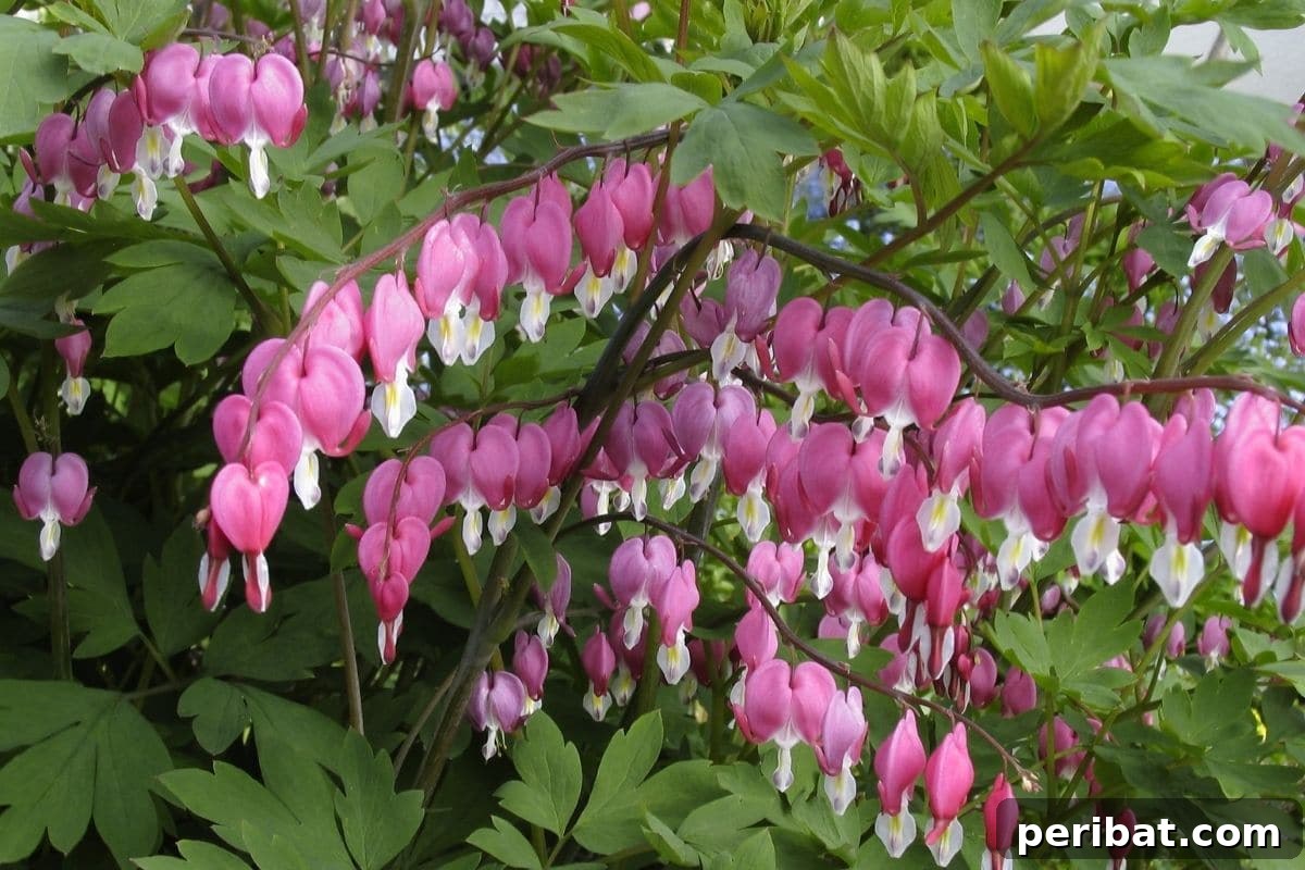 11 Unstoppable Plants for Dry Shady Spots 7 pink bleeding hearts in the garden