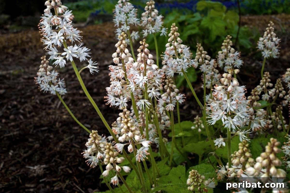 11 Unstoppable Plants for Dry Shady Spots 8 white foamflower in the garden