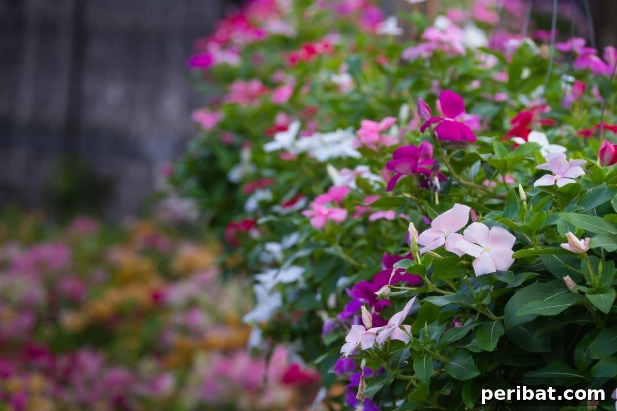 11 Unstoppable Plants for Dry Shady Spots 9 colorful vinca flowers in the garden