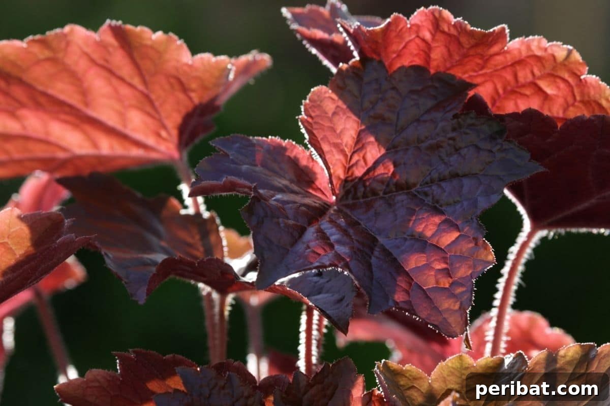 11 Unstoppable Plants for Dry Shady Spots 10 red coral bells leaves under the sunlight