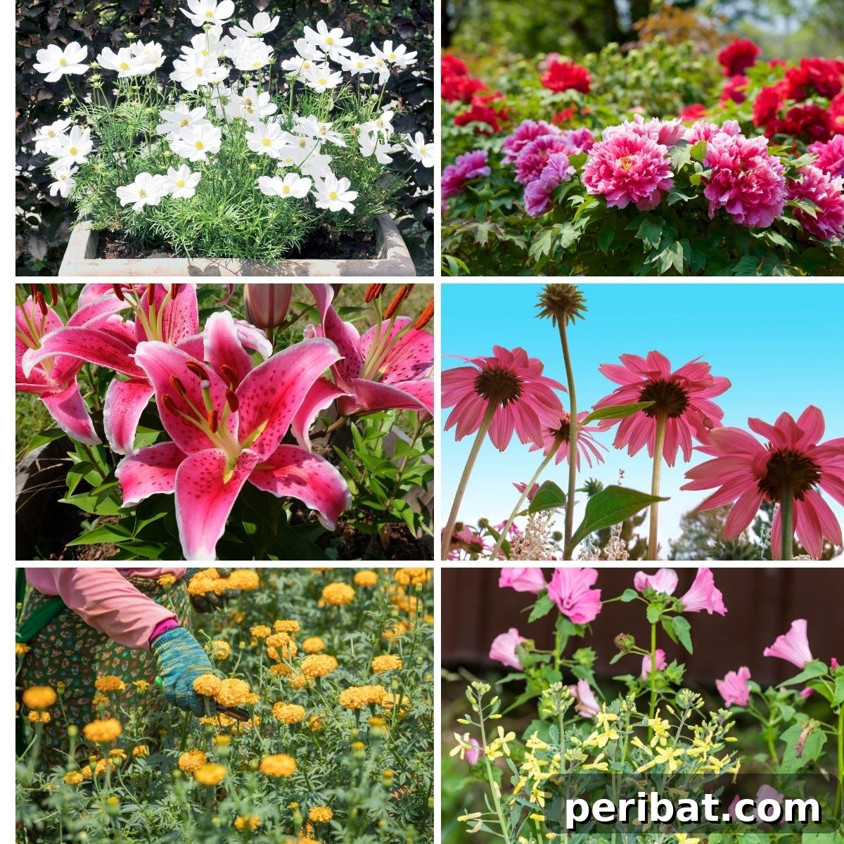 Harvest Beauty Year After Year: 8 Sunny Perennials for Your Dream Cutting Garden 2 A vibrant selection of perennial flowers perfect for a full-sun cutting garden, showcasing a variety of colors and textures.