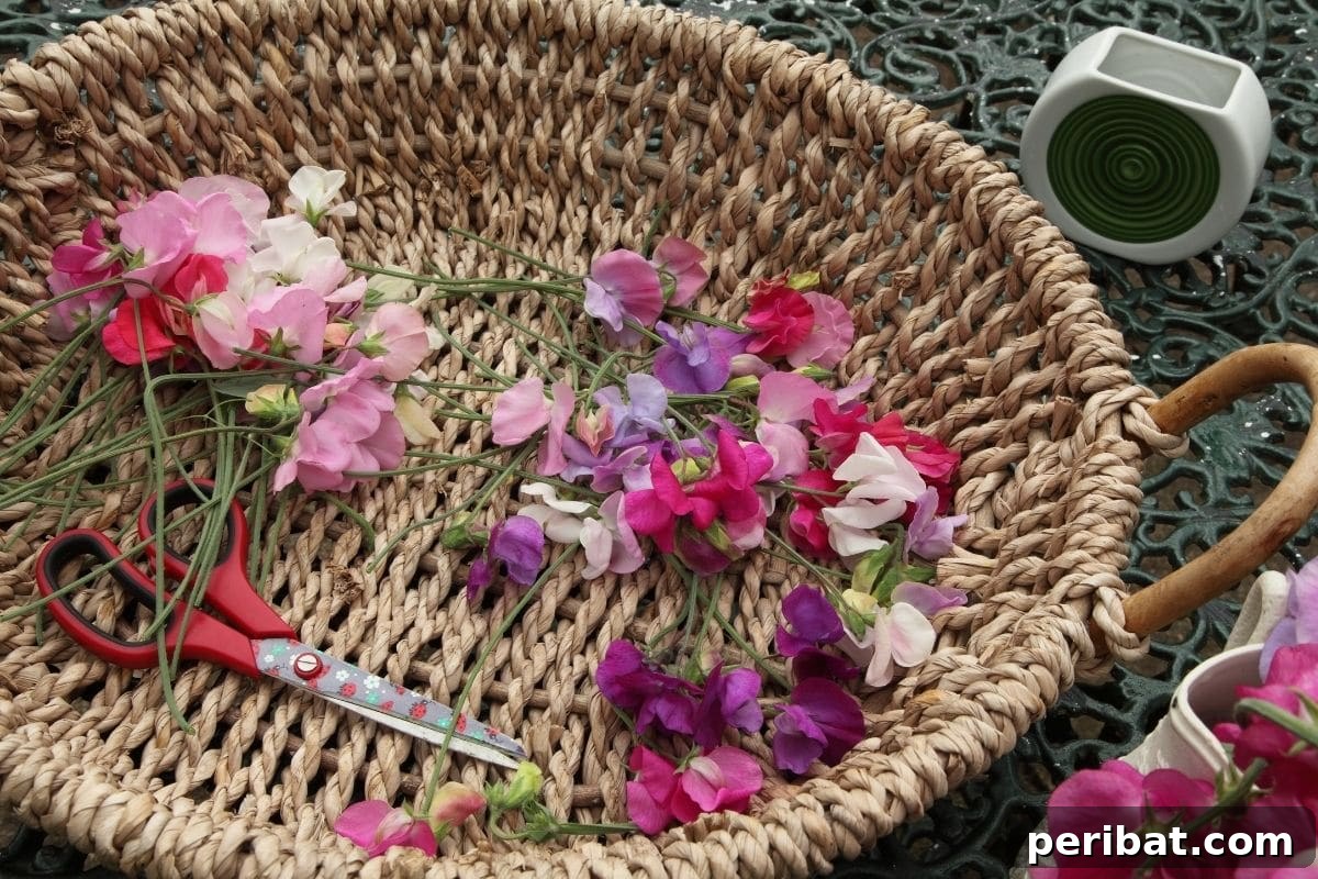Harvest Beauty Year After Year: 8 Sunny Perennials for Your Dream Cutting Garden 11 A rustic basket brimming with freshly harvested garden flowers, accompanied by a pair of sharp cutting shears.