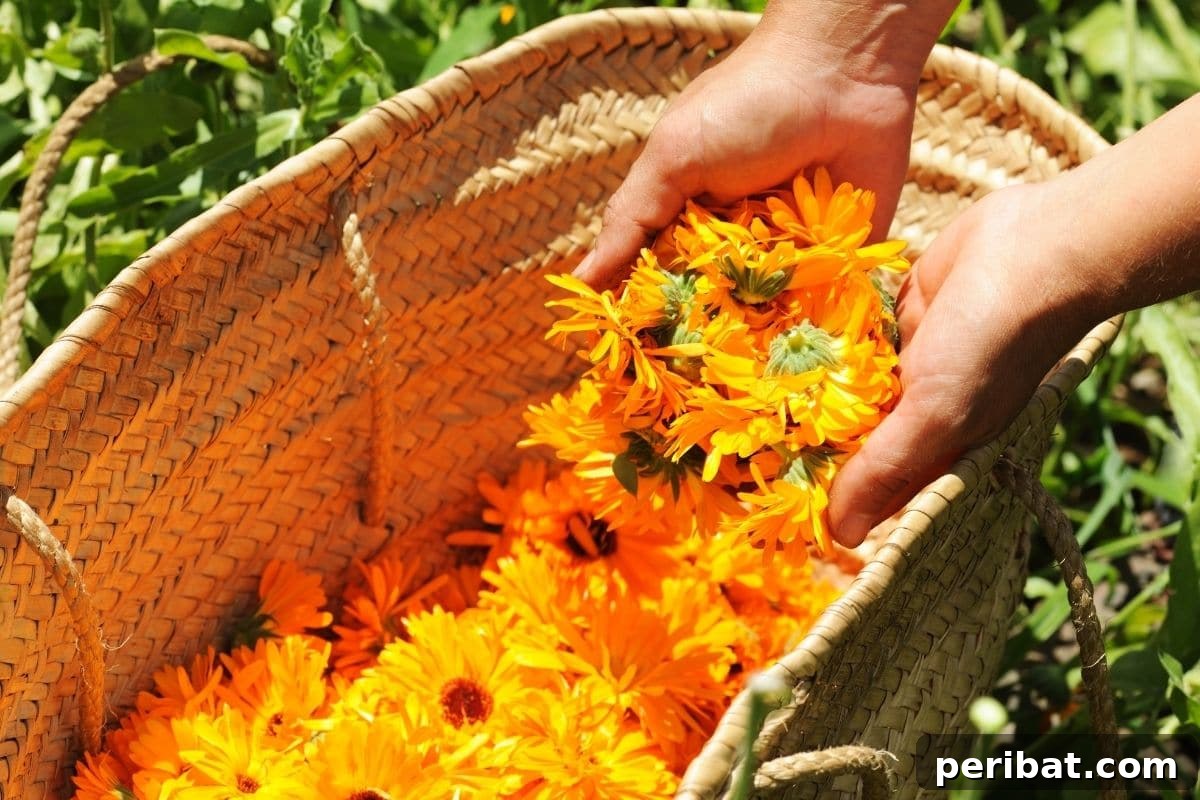 Harvest Beauty Year After Year: 8 Sunny Perennials for Your Dream Cutting Garden 12 A gardener gently holds a vibrant bunch of yellow and orange flowers in a basket, emphasizing careful harvesting.