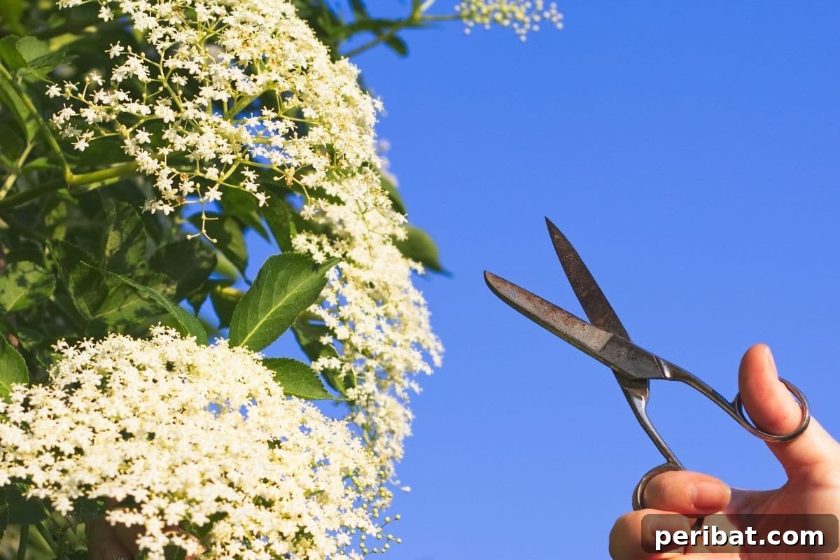 Harvest Beauty Year After Year: 8 Sunny Perennials for Your Dream Cutting Garden 14 A gardener harvesting beautiful flowers under a clear blue sky, emphasizing the ideal time for cutting blooms.