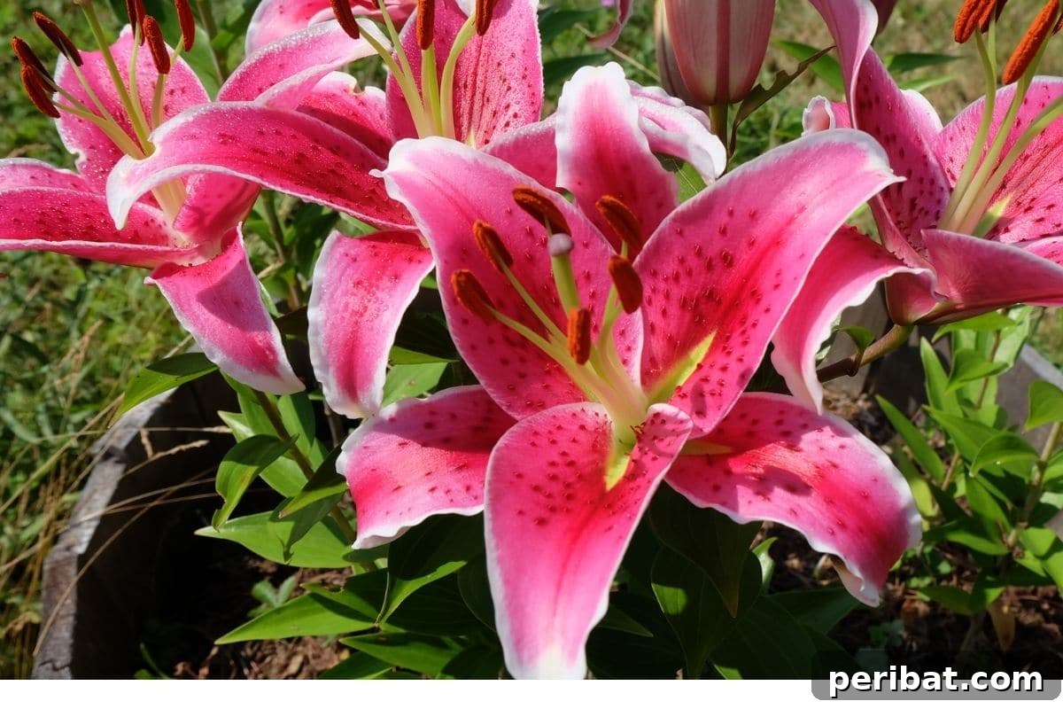 Harvest Beauty Year After Year: 8 Sunny Perennials for Your Dream Cutting Garden 3 Vibrant pink Stargazer lilies in full bloom, basking under the warmth of the sun, perfect for a striking floral arrangement.