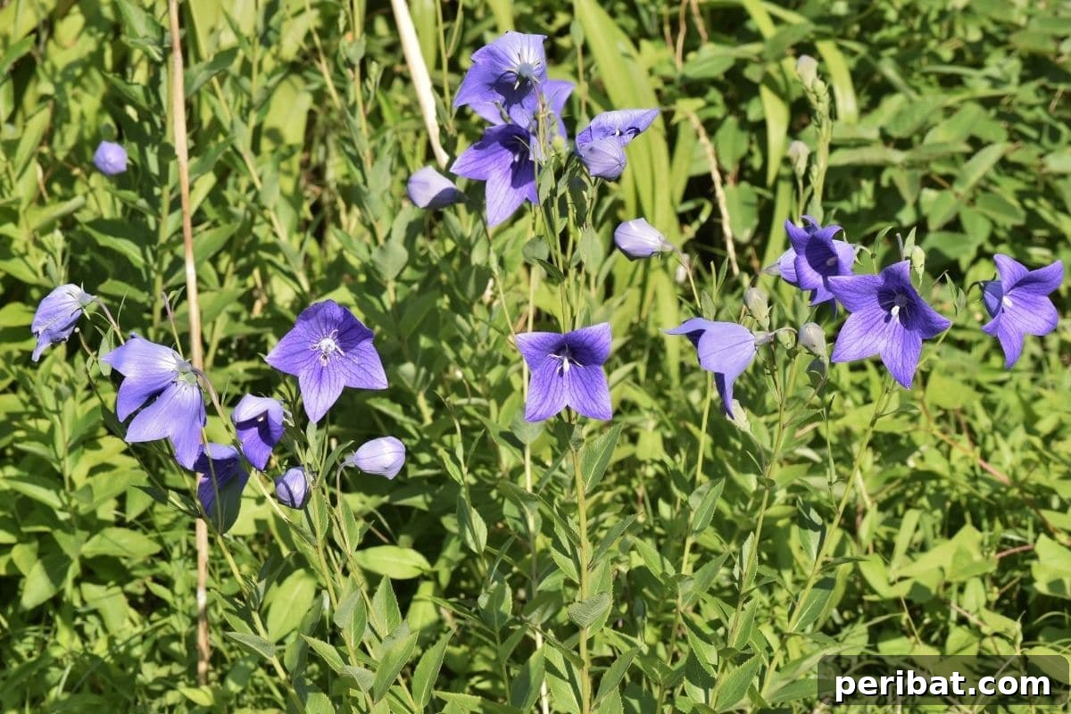 Harvest Beauty Year After Year: 8 Sunny Perennials for Your Dream Cutting Garden 4 Delicate purple balloon flowers, in their unique bud and open stages, flourishing beautifully within a garden setting.