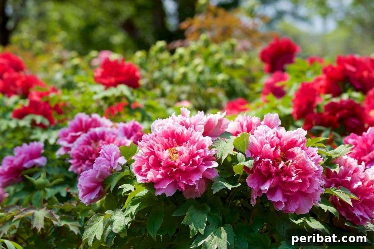 Harvest Beauty Year After Year: 8 Sunny Perennials for Your Dream Cutting Garden 5 A stunning cluster of red and pink peonies in full bloom, adding luxurious color to a sunny garden bed.