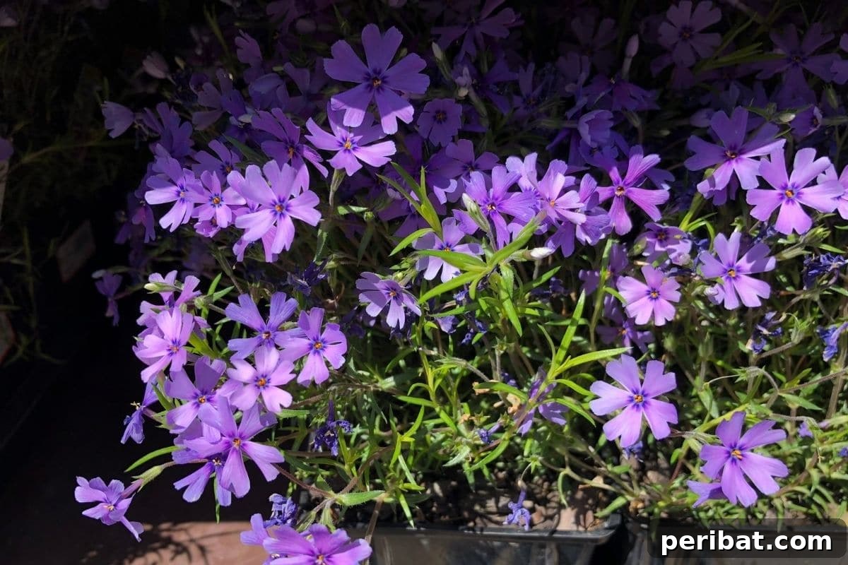 Harvest Beauty Year After Year: 8 Sunny Perennials for Your Dream Cutting Garden 7 A vibrant phlox plant in a pot, illuminated by soft sunlight, displaying its abundant clusters of star-shaped blooms.