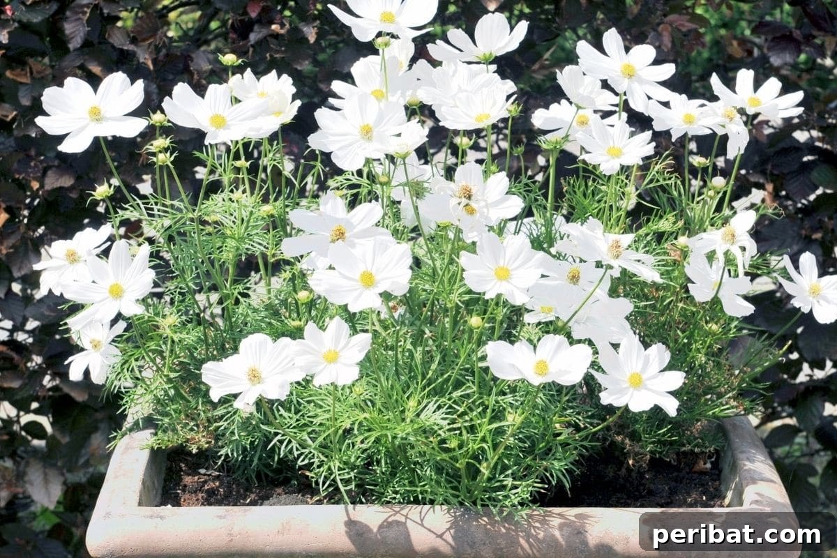 Harvest Beauty Year After Year: 8 Sunny Perennials for Your Dream Cutting Garden 8 Bright yellow coreopsis flowers with delicate green foliage, gracefully blooming in a sunlit pot, resembling cheerful wildflowers.