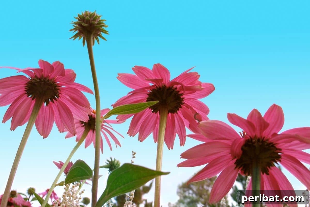 Harvest Beauty Year After Year: 8 Sunny Perennials for Your Dream Cutting Garden 9 A vibrant pink coneflower in full bloom, its distinct cone-shaped center standing out against a clear blue sky.