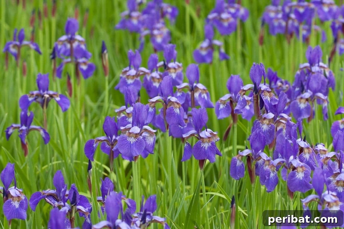Harvest Beauty Year After Year: 8 Sunny Perennials for Your Dream Cutting Garden 10 A picturesque field of deep purple irises, their elegant blooms standing tall and vibrant under the open sky.