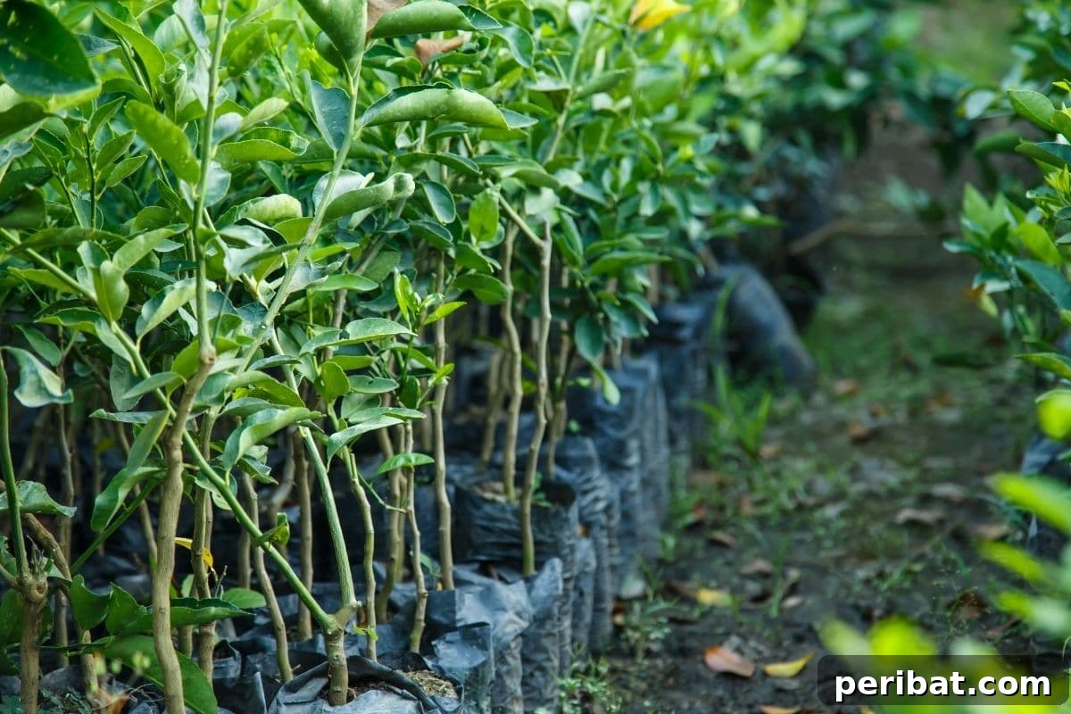 line of lemon tree in a plastic pot 