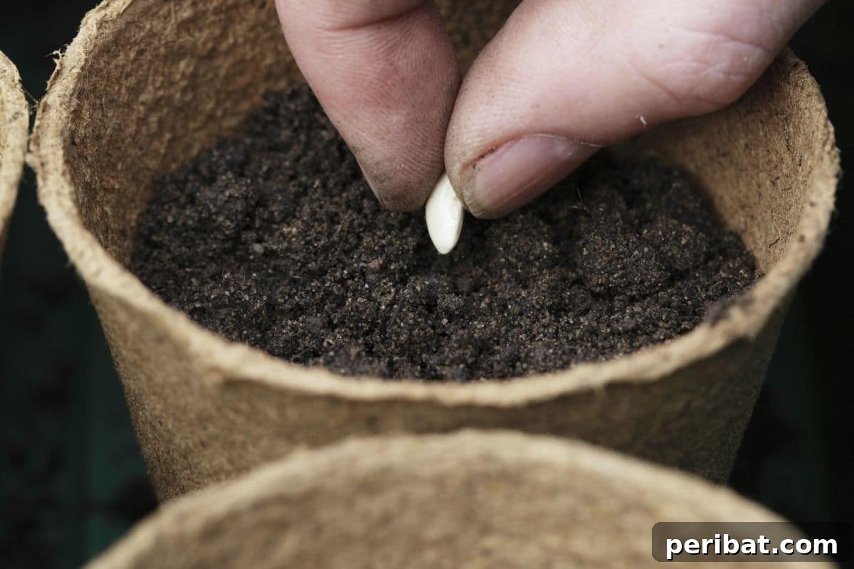 planting lemon seed in a biodegradable pot 