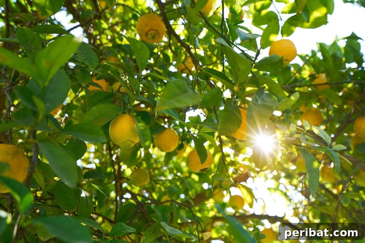 lemon tree with ripe lemon fruits in a sunlight