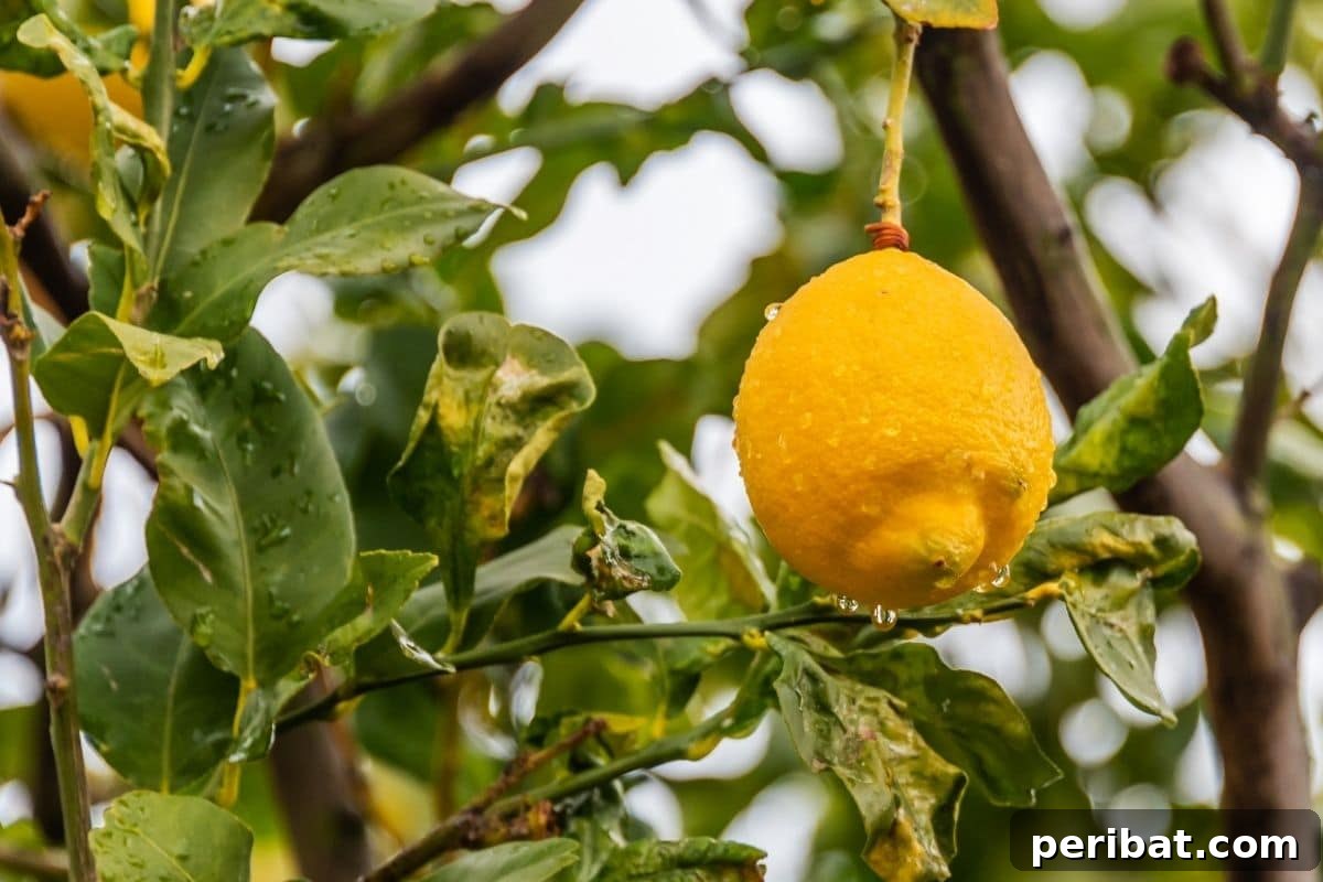 lemon fruit hanging from a tree with water droplets