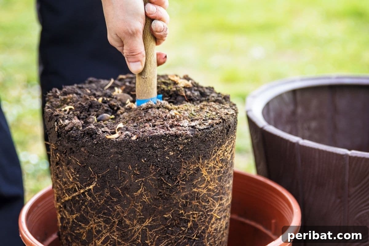 repotting a small tree