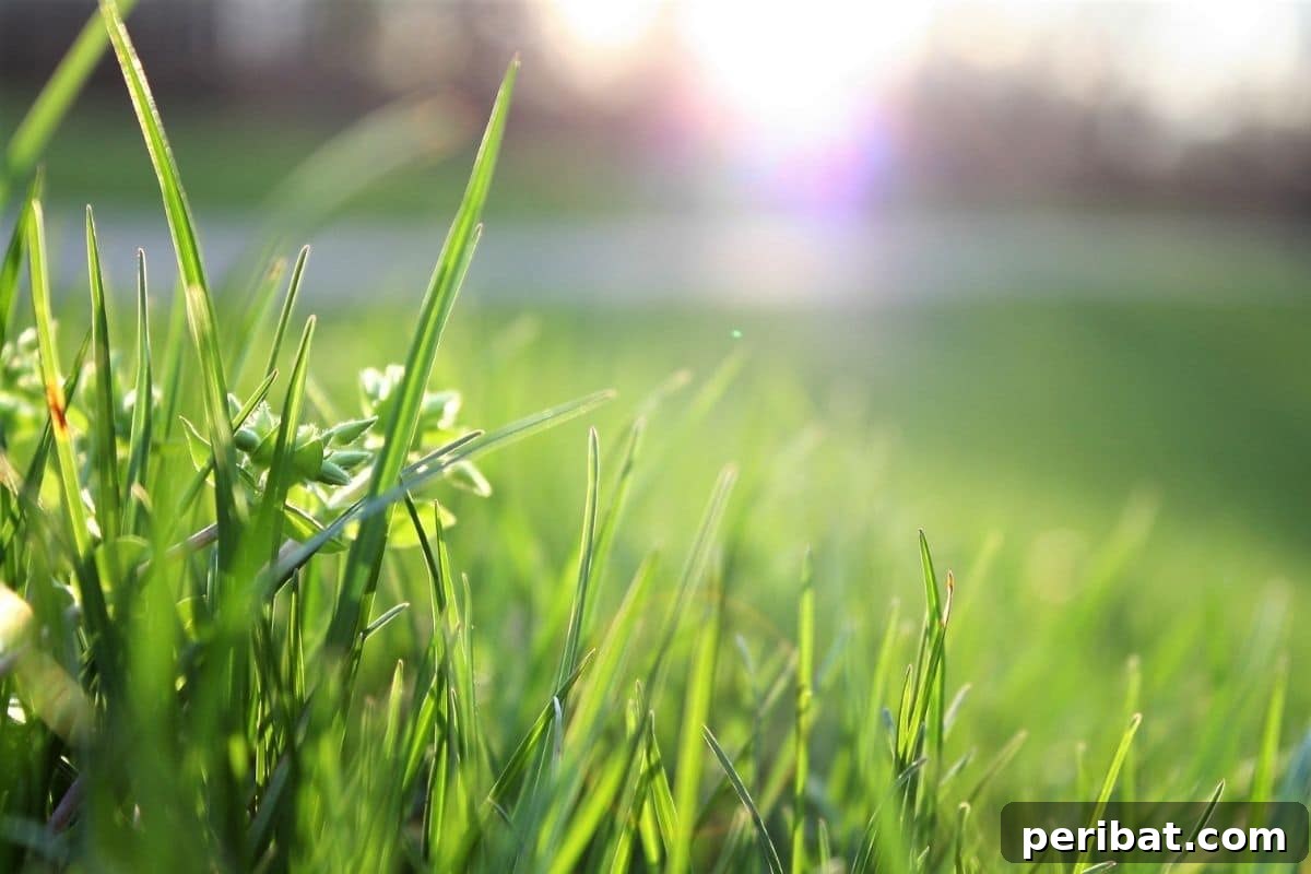 Bahçenizde Süt Mucizesi: Bilmediğiniz 10 Gizemli Kullanım Alanı 11 green grass under the sun