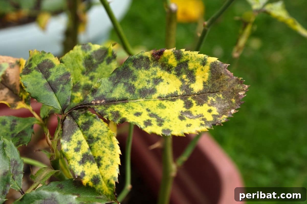 Bahçenizde Süt Mucizesi: Bilmediğiniz 10 Gizemli Kullanım Alanı 7 leaves with black leaves