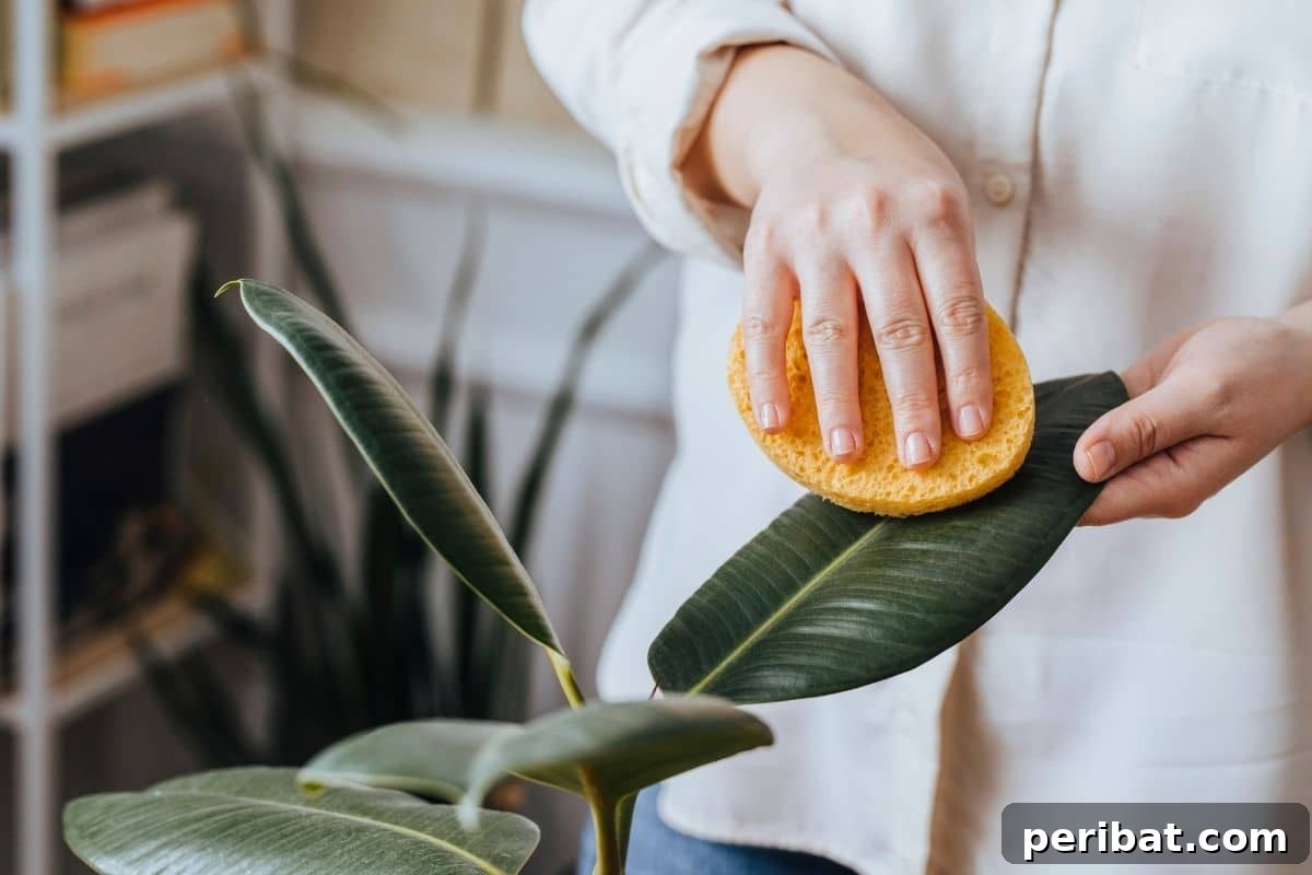 13 Clever Tea Bag Uses for a Healthier Garden 15 A person gently wiping dust off the broad leaf of a houseplant with a soft cloth.