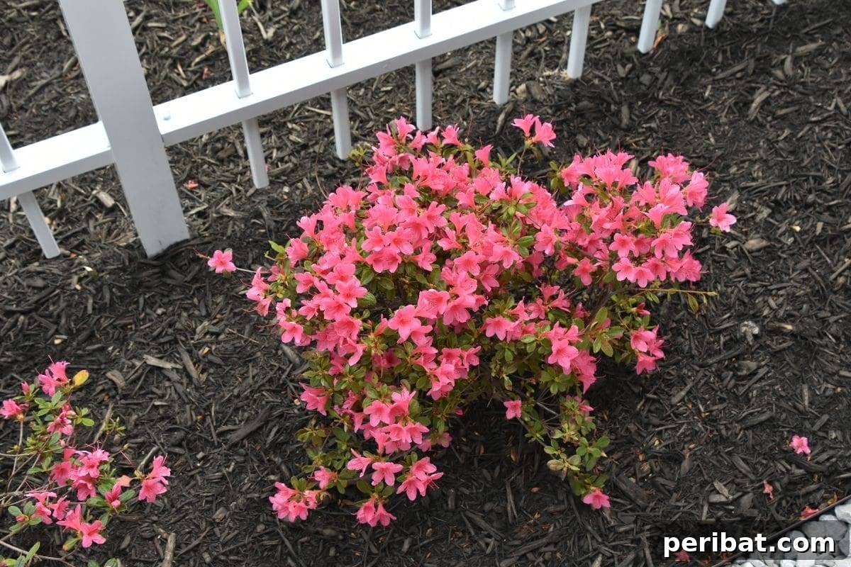13 Clever Tea Bag Uses for a Healthier Garden 4 Vibrant pink azalea flowers blooming in a garden, indicating acidic soil.