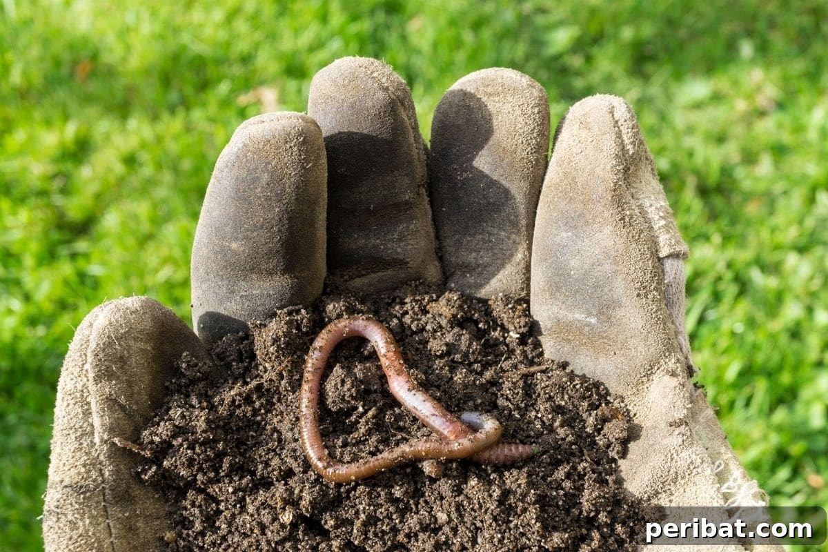 13 Clever Tea Bag Uses for a Healthier Garden 7 A hand holding rich, dark garden soil with an earthworm, indicating good soil health.