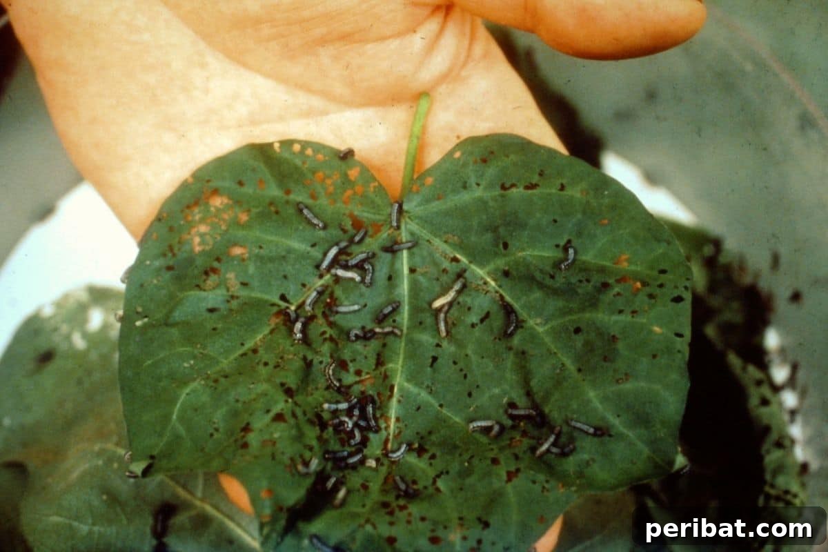 13 Clever Tea Bag Uses for a Healthier Garden 10 A plant leaf showing damage from pests, with small holes and chew marks.