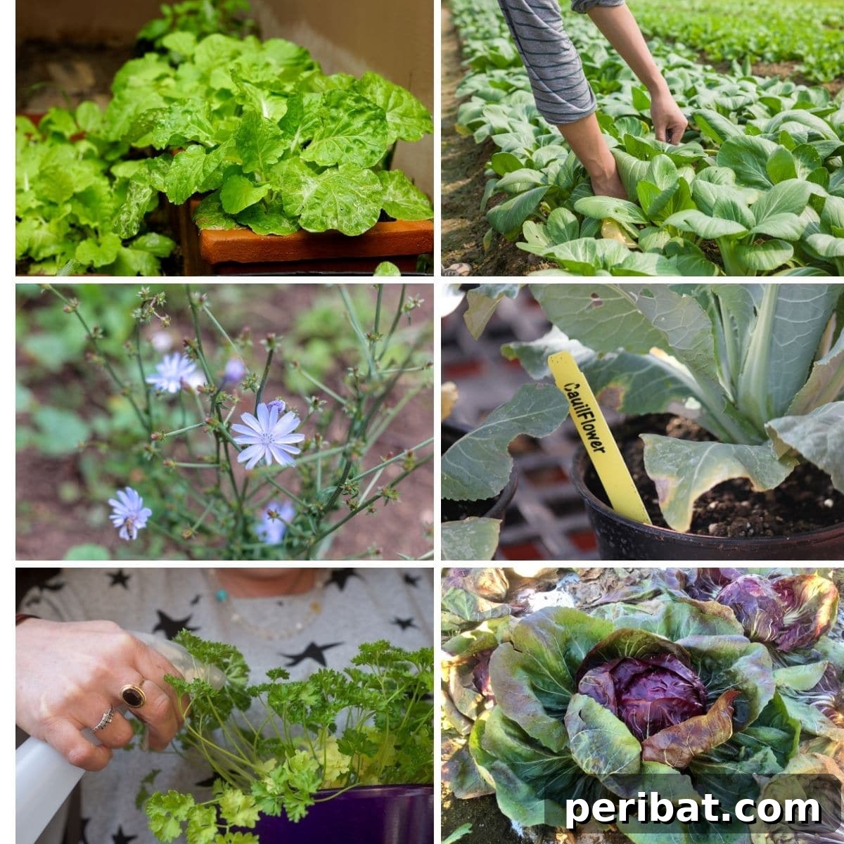 Veggies You Can Cut and Come Again for an Endless Supply of Food