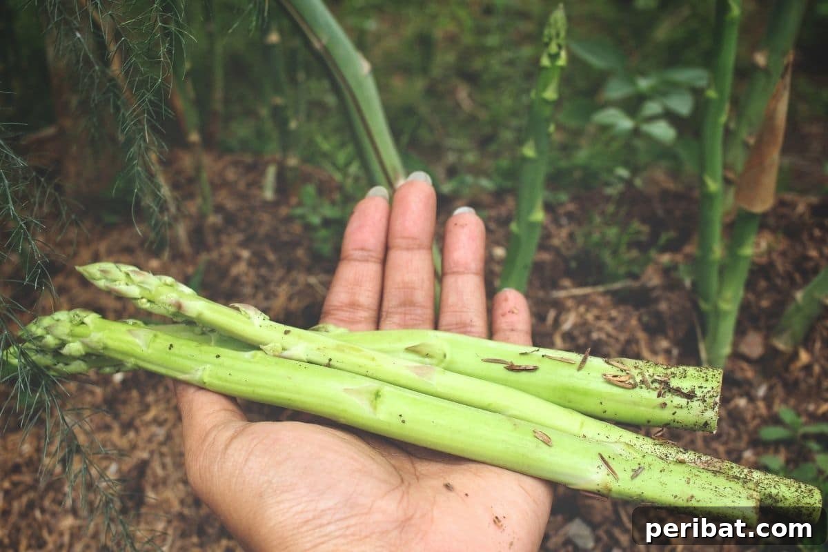 holding freshly harvested asparagus 