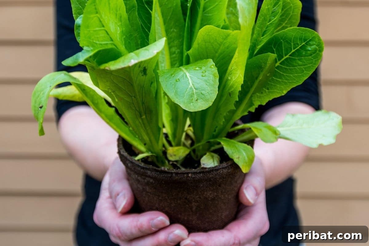 holding the romaine lettuce with both hands 