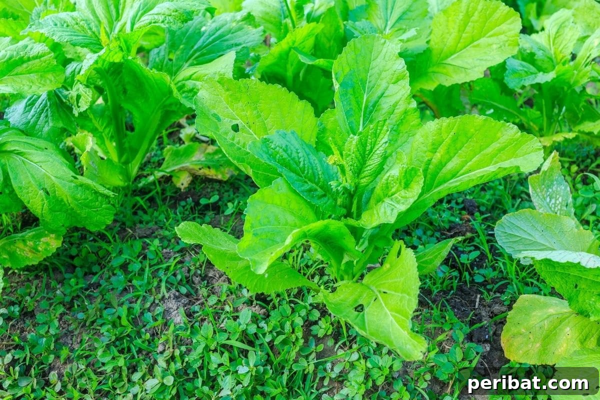 green kale vegetable plant in the garden 