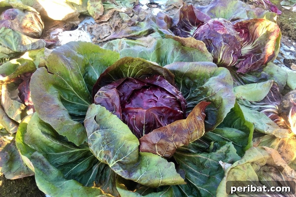 fully grown radicchio vegetable plant in the garden 