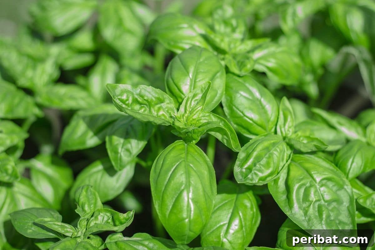 green basil leaves 