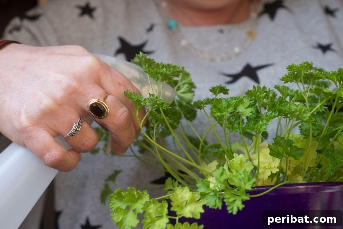 spraying parsley with water 