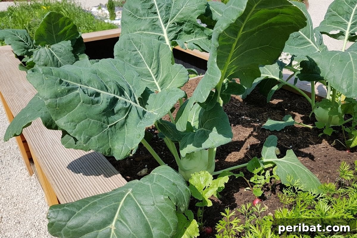 beets vegetable plant growing in a raised garden bed 