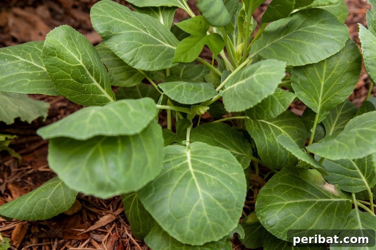collard greens growing in the garden 