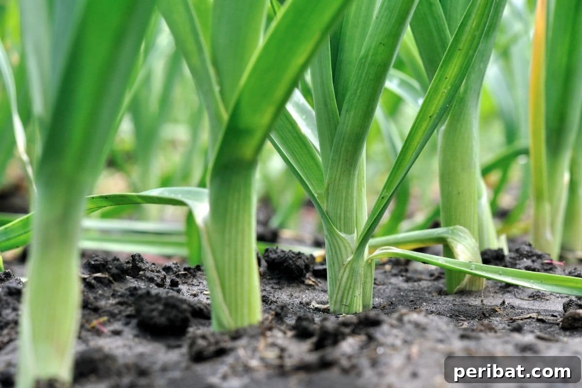 leeks planted in the garden 