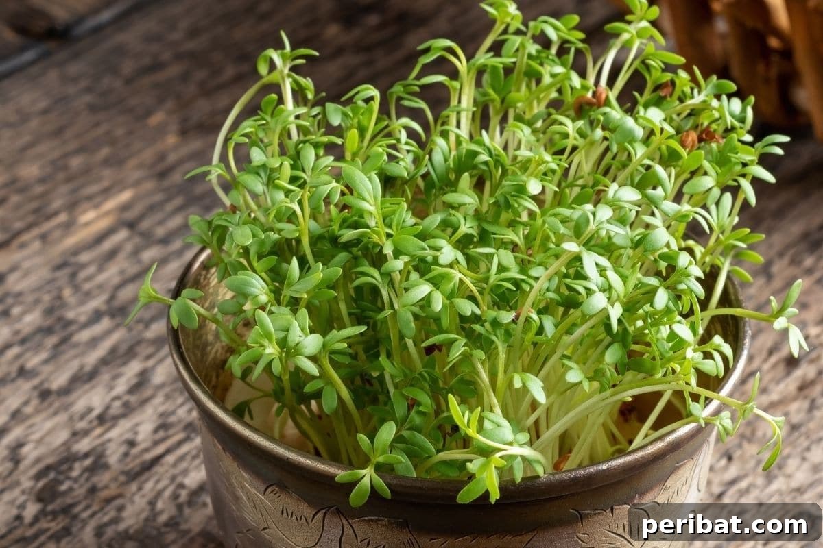 young cress plant in a pot 