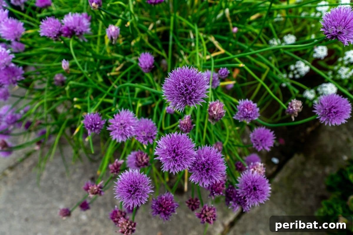 flowering chives herb in the garden 