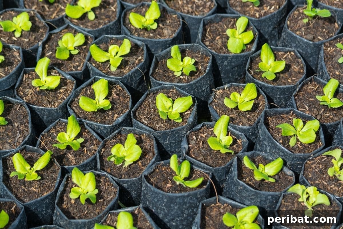 mache seedlings in a pot 