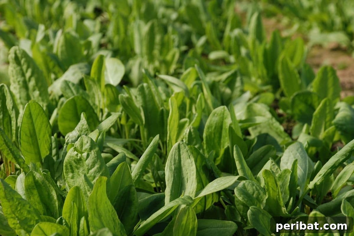 common sorrel growing in a vegetable farm 