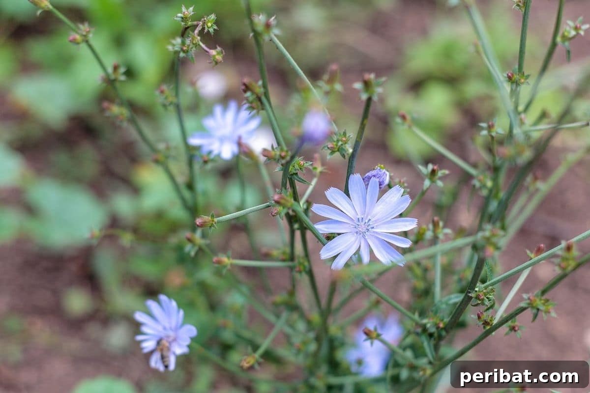 chicory plant with flowers in the garden 