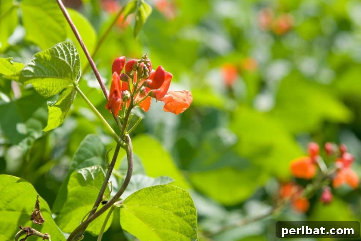 scarlet runner beans plant in the garden 