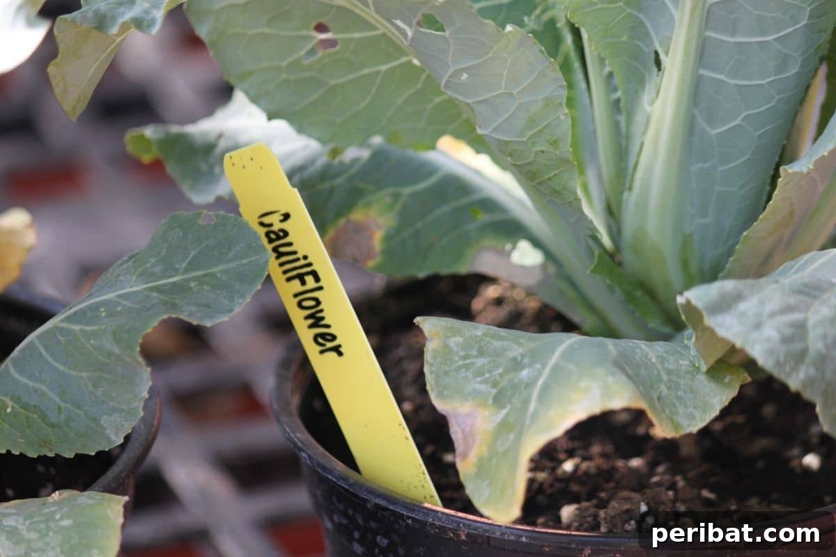 young cauliflower in a pot with popsicle stick mark 