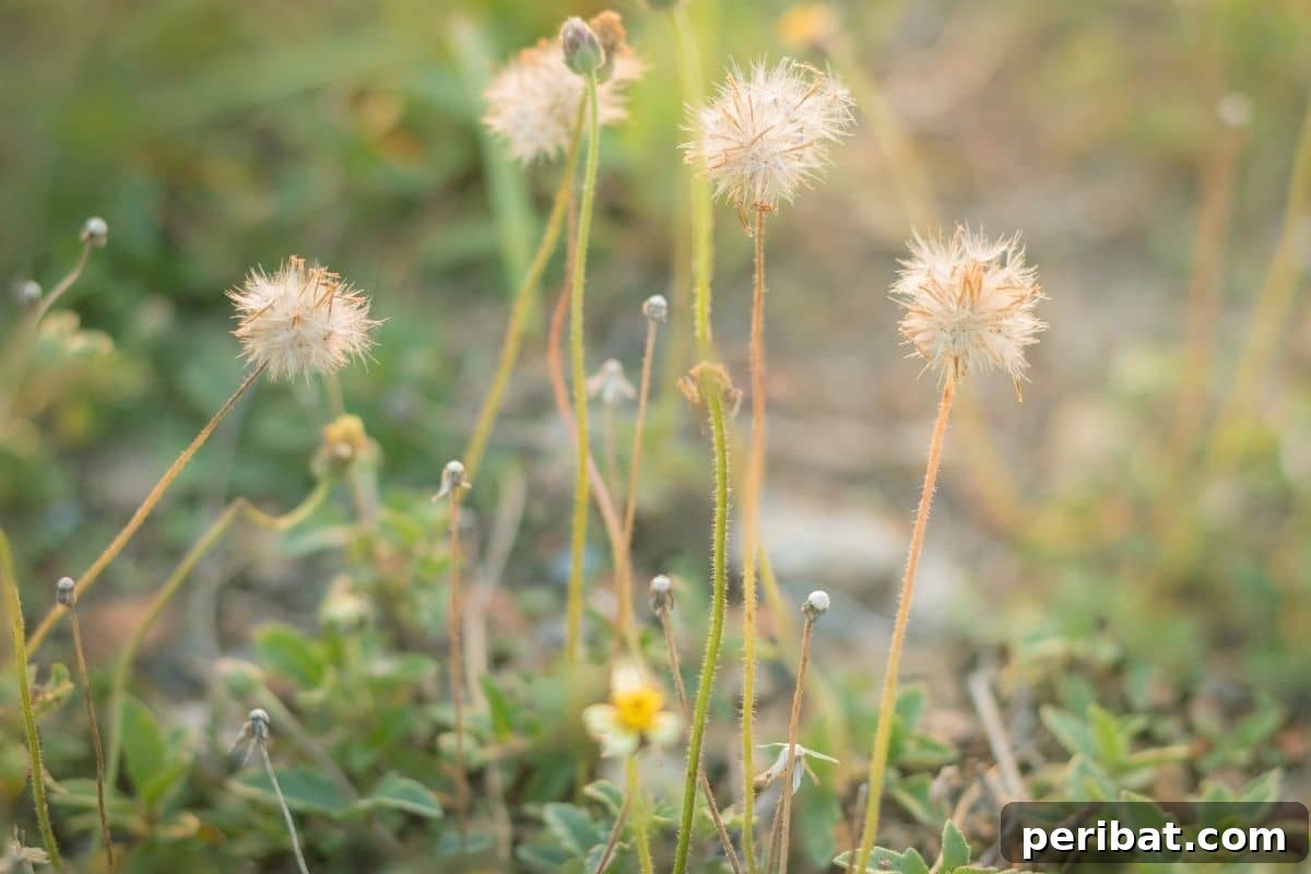 beautiful dandelion under the sunlight 