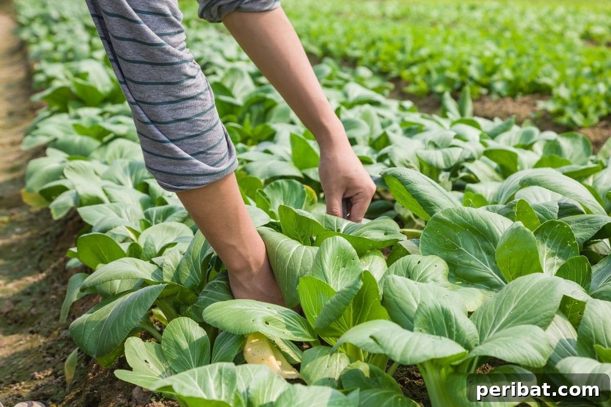 harvesting bok choy vegetable in the farm 